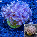 LiveAquaria® Cultured Hammer Coral (click for more detail)