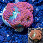 LiveAquaria® Cultured Blastomussa Coral (click for more detail)