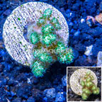 LiveAquaria® Cultured Pocillopora Coral (click for more detail)