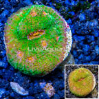 LiveAquaria® Cultured Chalice Coral (click for more detail)