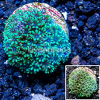 LiveAquaria® Cultured Sympodium Coral (click for more detail)