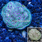 LiveAquaria® Cultured Pavona Coral (click for more detail)