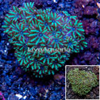 LiveAquaria® Cultured Sympodium Coral (click for more detail)