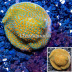 LiveAquaria® Cultured Montipora Coral (click for more detail)