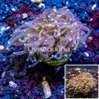 LiveAquaria® Cultured Torch Coral (click for more detail)