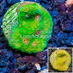 LiveAquaria® Cultured Ultra Chalice Coral (click for more detail)