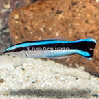 Bluestreak Cleaner Wrasse (click for more detail)