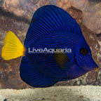 Purple Tang (click for more detail)