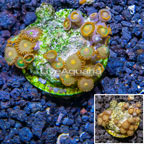 Zoanthus Coral Indonesia (click for more detail)