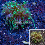 LiveAquaria® Cultured Torch Coral (click for more detail)