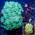 LiveAquaria® Cultured Pipe Organ Coral (click for more detail)