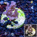 LiveAquaria® Cultured Pineapple Tree Coral (click for more detail)