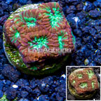 LiveAquaria® Cultured Favia Coral (click for more detail)