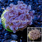 LiveAquaria® Cultured Hammer Coral (click for more detail)