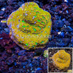LiveAquaria® Cultured Leptoseris Coral (click for more detail)