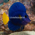 Purple Tang  (click for more detail)