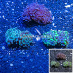  LiveAquaria® Cultured Hammer Coral, 3 Pack (click for more detail)