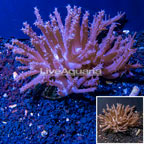 Tree Coral Indonesia (click for more detail)