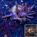 Tree Coral Indonesia (click for more detail)