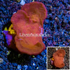 LiveAquaria® Cultured Photosynthetic Plating Red Sponge (click for more detail)