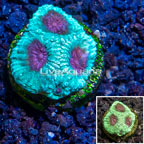 LiveAquaria® Cultured Favia Brain Coral (click for more detail)