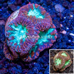 LiveAquaria® Cultured Blastomussa Coral (click for more detail)