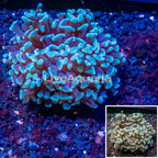 LiveAquaria® Cultured Hammer Coral (click for more detail)