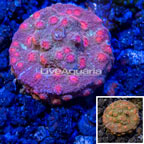 LiveAquaria® Cultured Cyphastrea Frag (click for more detail)