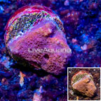 LiveAquaria® Cultured Ultra Chalice Coral (click for more detail)