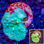 LiveAquaria® Cultured Green Cabbage Leather Coral (click for more detail)