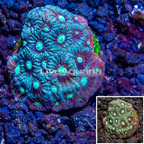 LiveAquaria® Cultured War Coral (click for more detail)