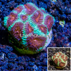 LiveAquaria® Cultured Favia Coral (click for more detail)