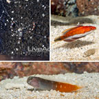 Bicolor Blenny, Longfin Fairy Wrasse and Coral Banded Shrimp Pack (click for more detail)