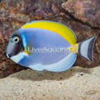 Powder Blue Tang (click for more detail)