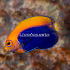Flameback Angelfish (click for more detail)