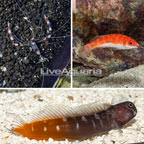 Bicolor Blenny, Longfin Fairy Wrasse and Coral Banded Shrimp Pack (click for more detail)