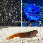 Bicolor Blenny, LiveAquaria® Cultured Plating Blue Sponge, and Coral Banded Shrimp Pack (click for more detail)