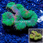 Lobophyllia Coral Australia (click for more detail)