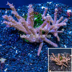 Tree Coral Indonesia (click for more detail)