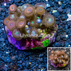 Zoanthus Coral Indonesia (click for more detail)