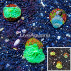 LiveAquaria® Cultured Green Cabbage Leather Coral, Three Pack (click for more detail)