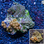 Zoanthus Coral Indonesia (click for more detail)