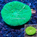 Scolymia Coral Australia (click for more detail)