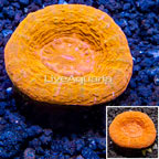 Scolymia Coral Australia (click for more detail)