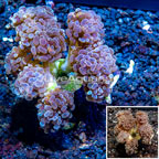 LiveAquaria® Cultured Hammer Coral (click for more detail)