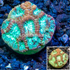 LiveAquaria® Cultured Favia Coral (click for more detail)