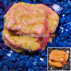 LiveAquaria® Cultured Leptoseris Coral (click for more detail)