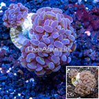 LiveAquaria® Cultured Hammer Coral (click for more detail)