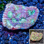 LiveAquaria® Cultured Ultra Chalice Coral (click for more detail)