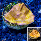 LiveAquaria® Cultured Leptoseris Coral (click for more detail)